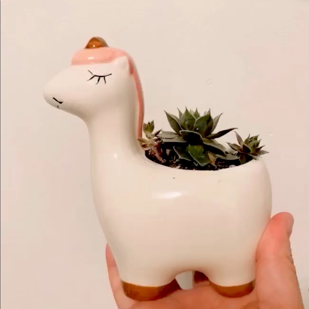 🦄Unicorn Succulent Plant Pot 🍃